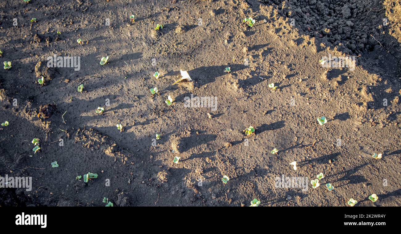 Junge Rettichsprossen wachsen im Garten auf einem Beet auf offenem Boden, das Konzept des Anbaus von Bio-Gemüse Stockfoto