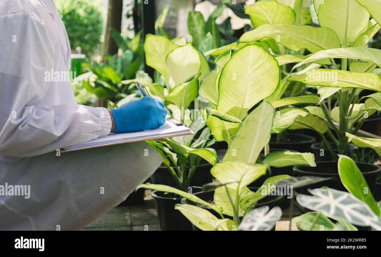 Wissenschaftler, die an Pflanzen forschen. Landwirtschaftsingenieur testen Gesundheit und analysieren Beispielpflanzen Stockfoto