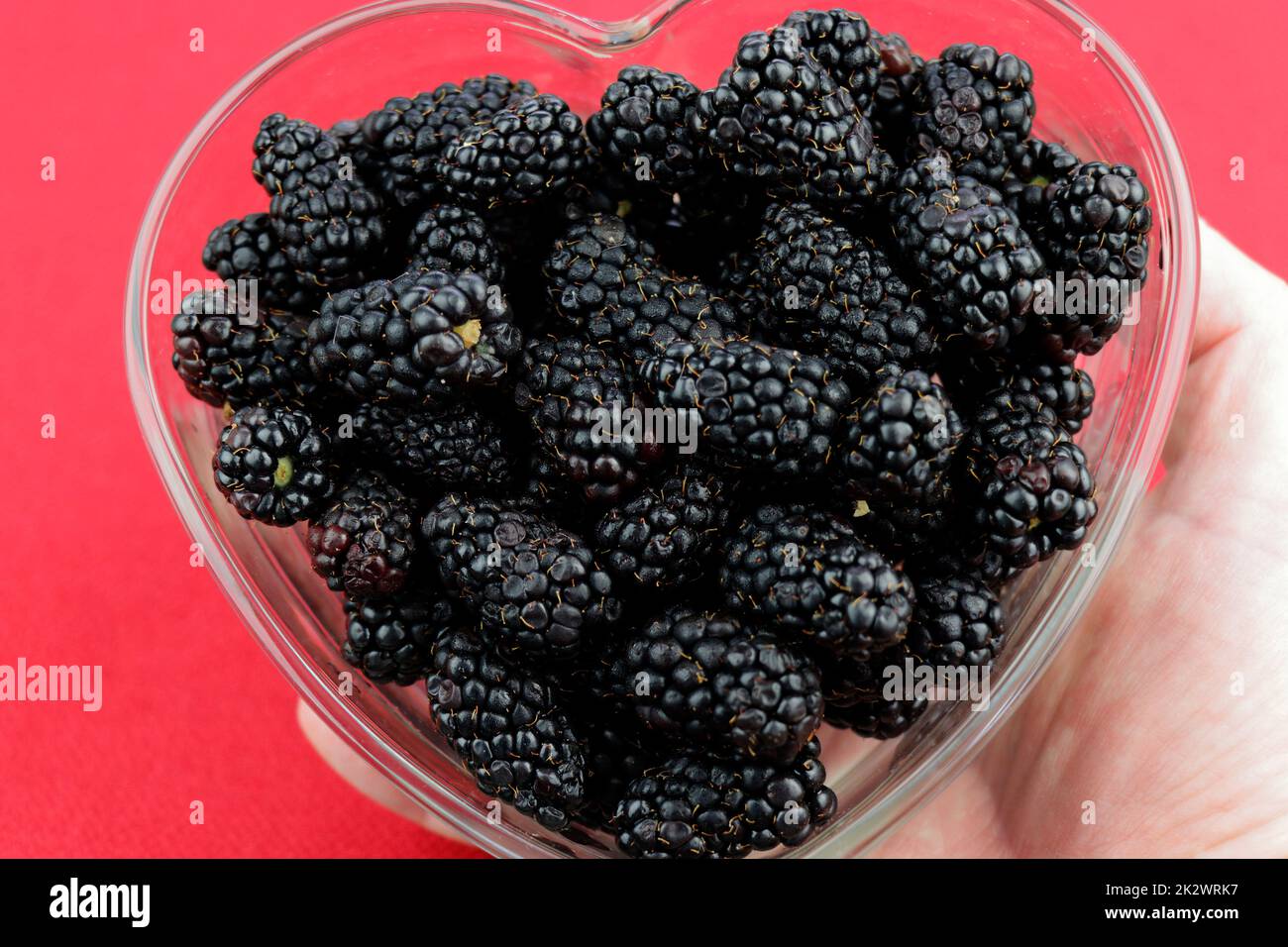 Brombeeren in einer herzförmigen Glasschale, gefüllt mit einer Hand Stockfoto