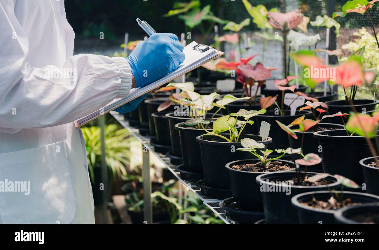 Wissenschaftler, die an Pflanzen forschen. Landwirtschaftsingenieur testen Gesundheit und analysieren Beispielpflanzen Stockfoto