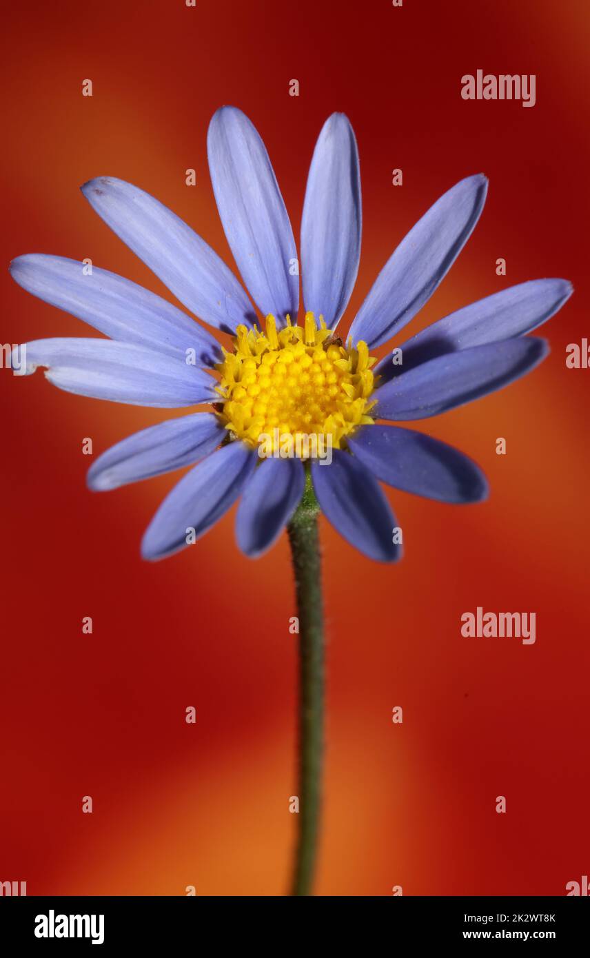 Blütenblütenmakro felicia amelloides Family compositae moderner botanischer Hintergrund große, qualitativ hochwertige Drucke Zuhause Dekor Stockfoto Blütenblütenmakro felicia amelloides Family compositae moderner botanischer Hintergrund große, qualitativ hochwertige Drucke Zuhause Dekor Stockfoto
