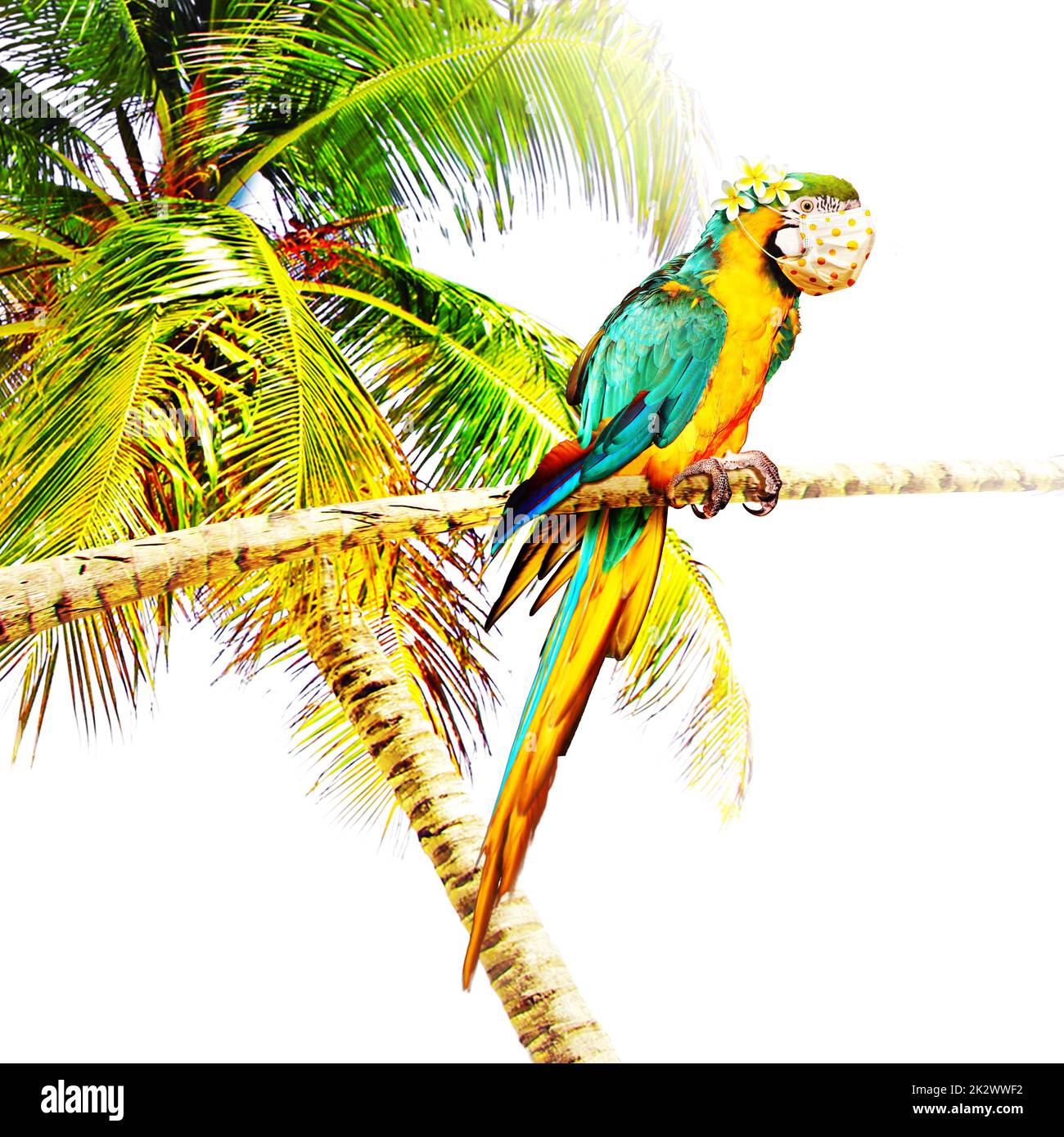 Ara-Papagei mit medizinischer Maske im Urlaub Stockfoto