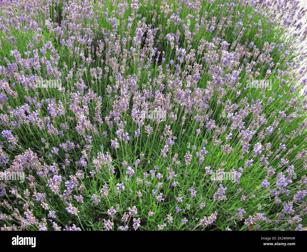 Fast verblasster Lavendel in einem Blumenbeet Stockfoto