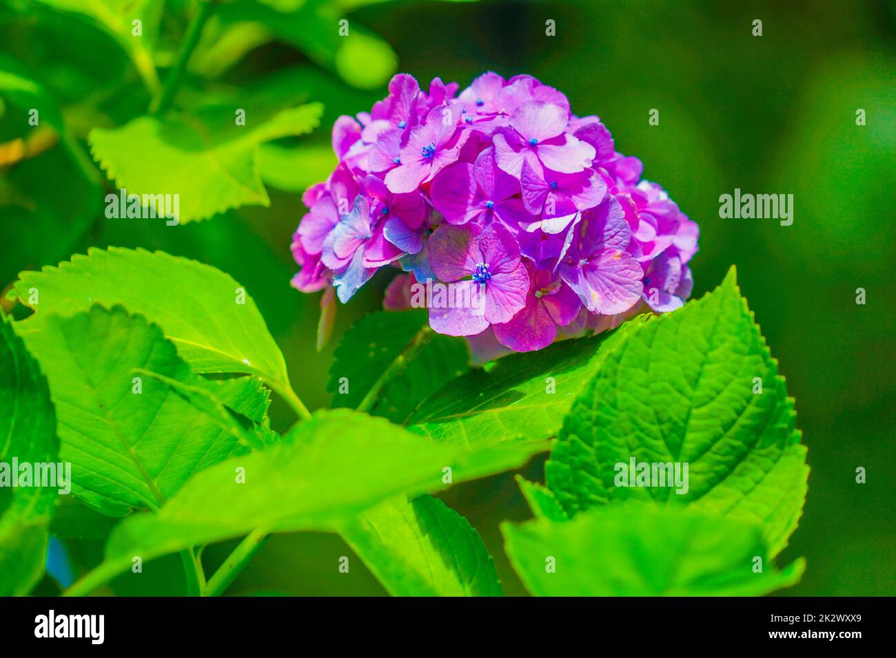 Hortensienbild im Juni Stockfoto