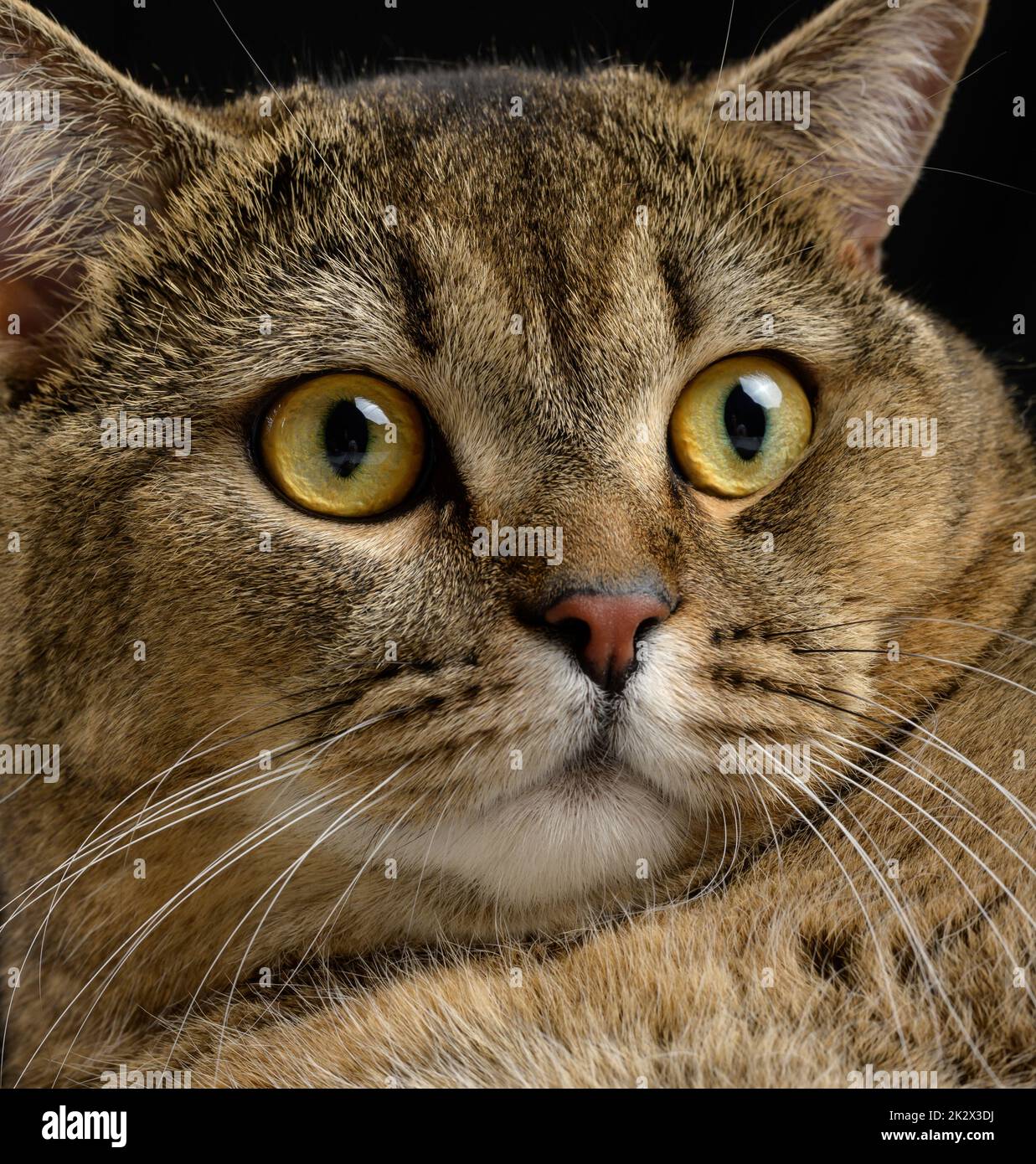 Porträt einer erwachsenen grauen Katze mit gelben Augen auf schwarzem Hintergrund Stockfoto