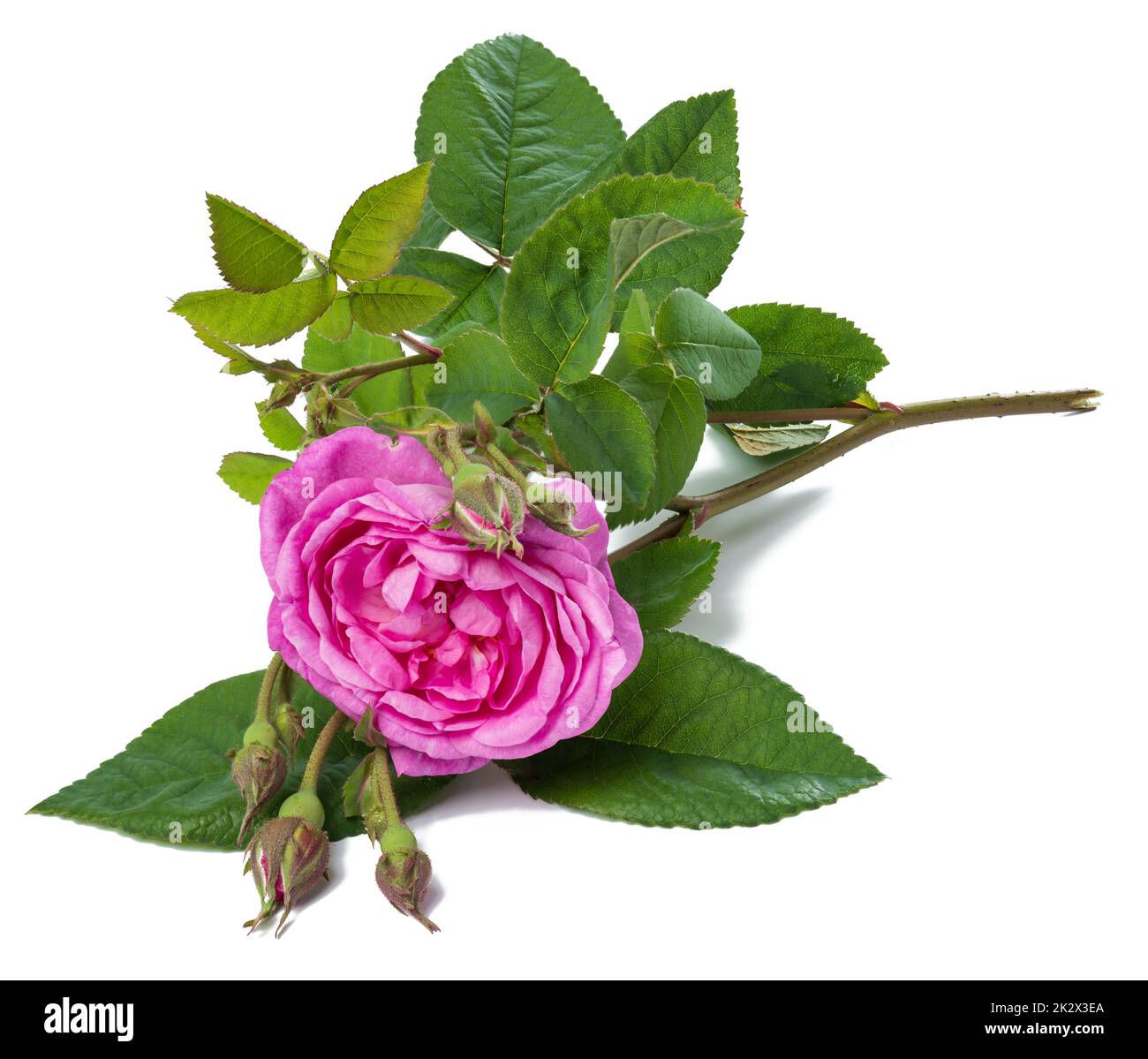 Blühende rosa Rose Knospe mit grünen Blättern auf weißem Hintergrund, schöne Blume, Nahaufnahme Stockfoto