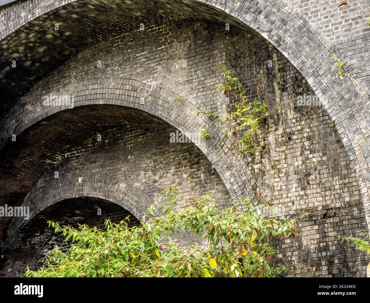 Blaue Backsteinbögen des Viadukts von Castlefield wuchsen mit Buddleia. Manchester. VEREINIGTES KÖNIGREICH Stockfoto