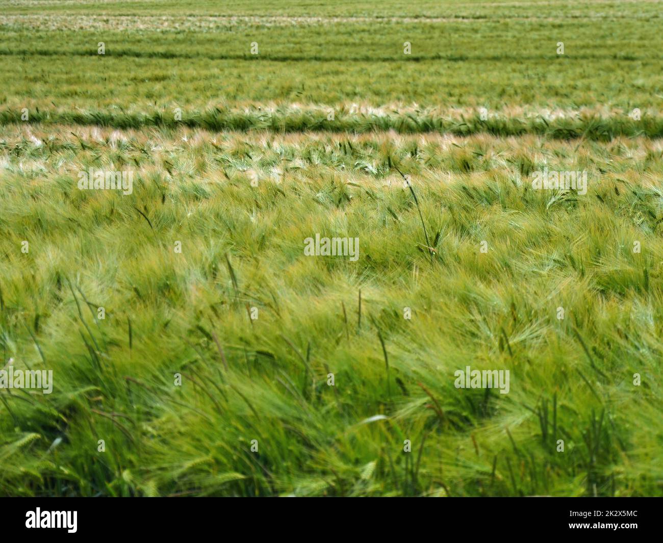 Wintergerste in verschiedenen Bildern in der freien Natur Stockfoto