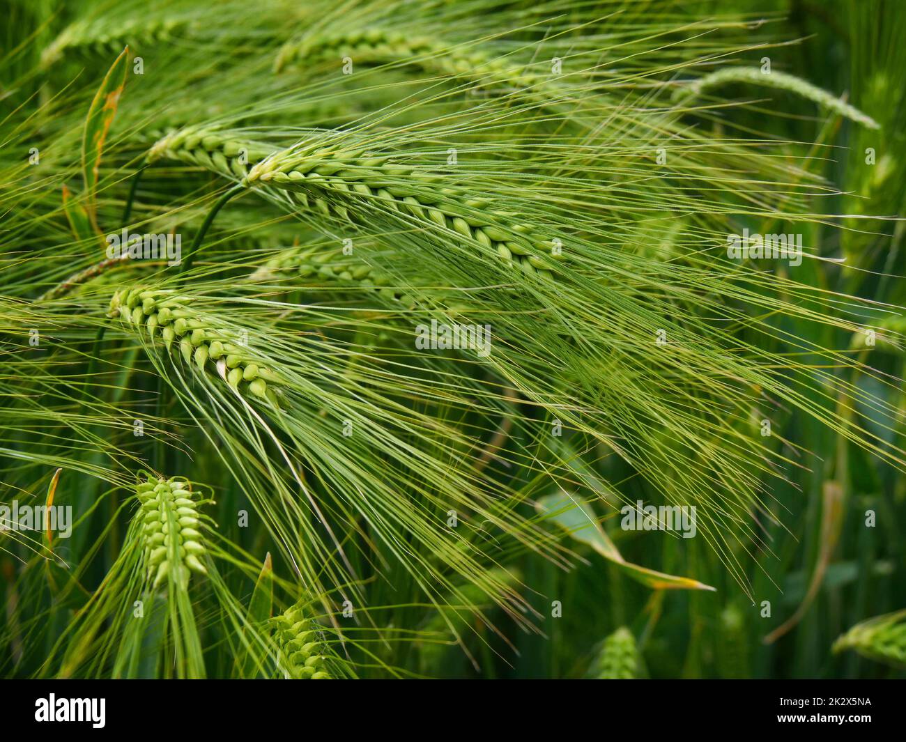 Wintergerste in verschiedenen Bildern in der freien Natur Stockfoto