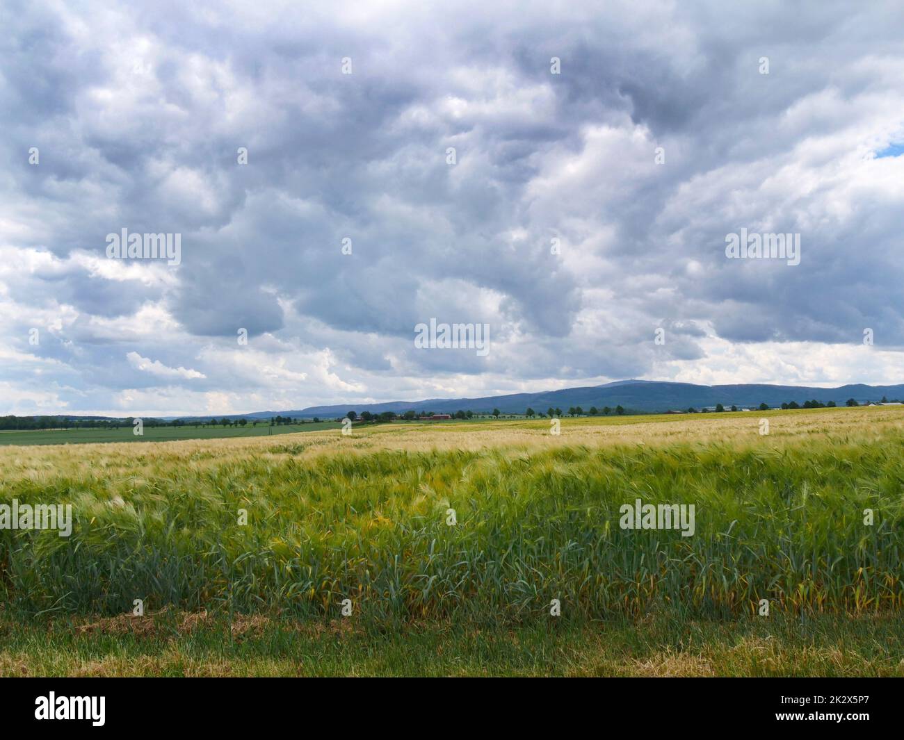 Wintergerste in verschiedenen Bildern in der freien Natur Stockfoto