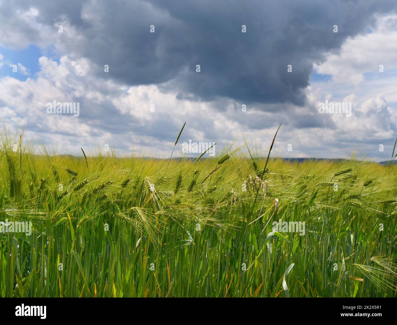 Wintergerste in verschiedenen Bildern in der freien Natur Stockfoto