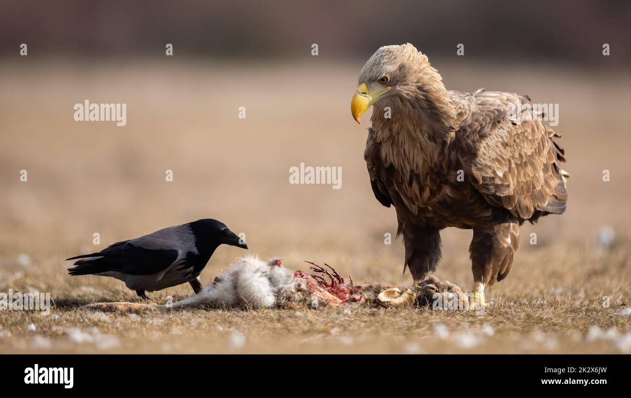 Seeadler und Nebelkrähe, die in der Natur des Frühlings tote Tiere behutseln Stockfoto