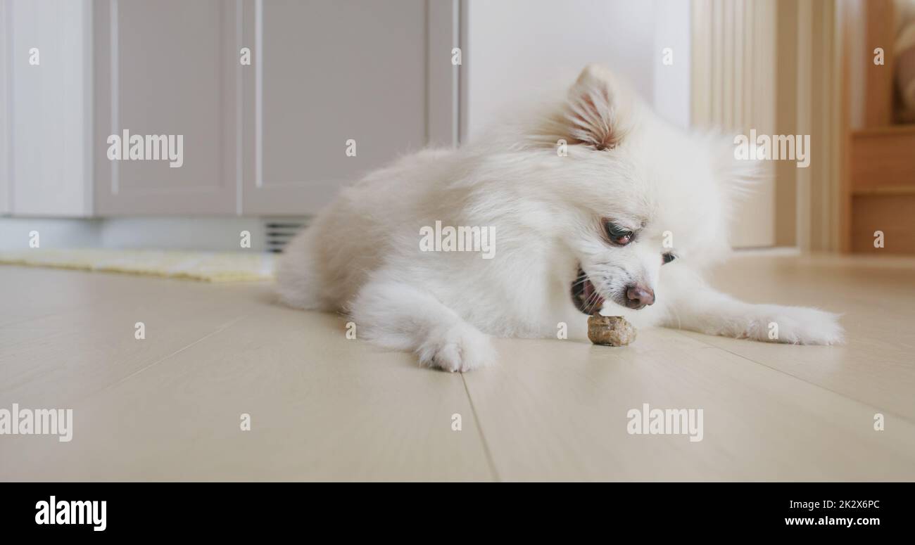 Pommersche Hundekaubehandlung für saubere Zähne und gesundes Zahnfleisch Stockfoto