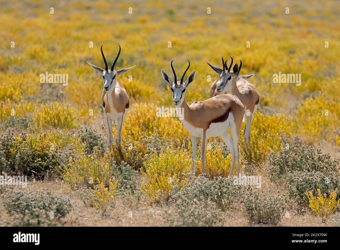 Springböcke, Antilopen im natürlichen Lebensraum Stockfoto