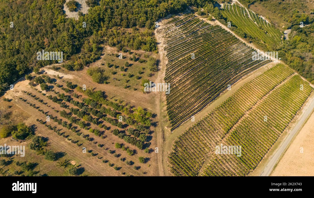 Panorama-Luftaufnahme der reifenden Traubenfelder während der Sommersaison. Weiße Traube für Wein. Einige Wochen vor der Ernte. Traubenfelder Stockfoto