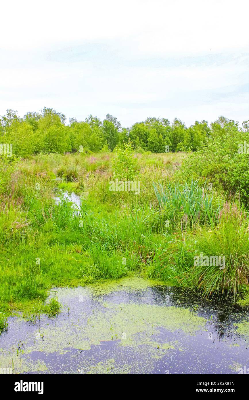 Moormoor Sumpf Teich See grüne Pflanzen Wald Deutschland. Stockfoto