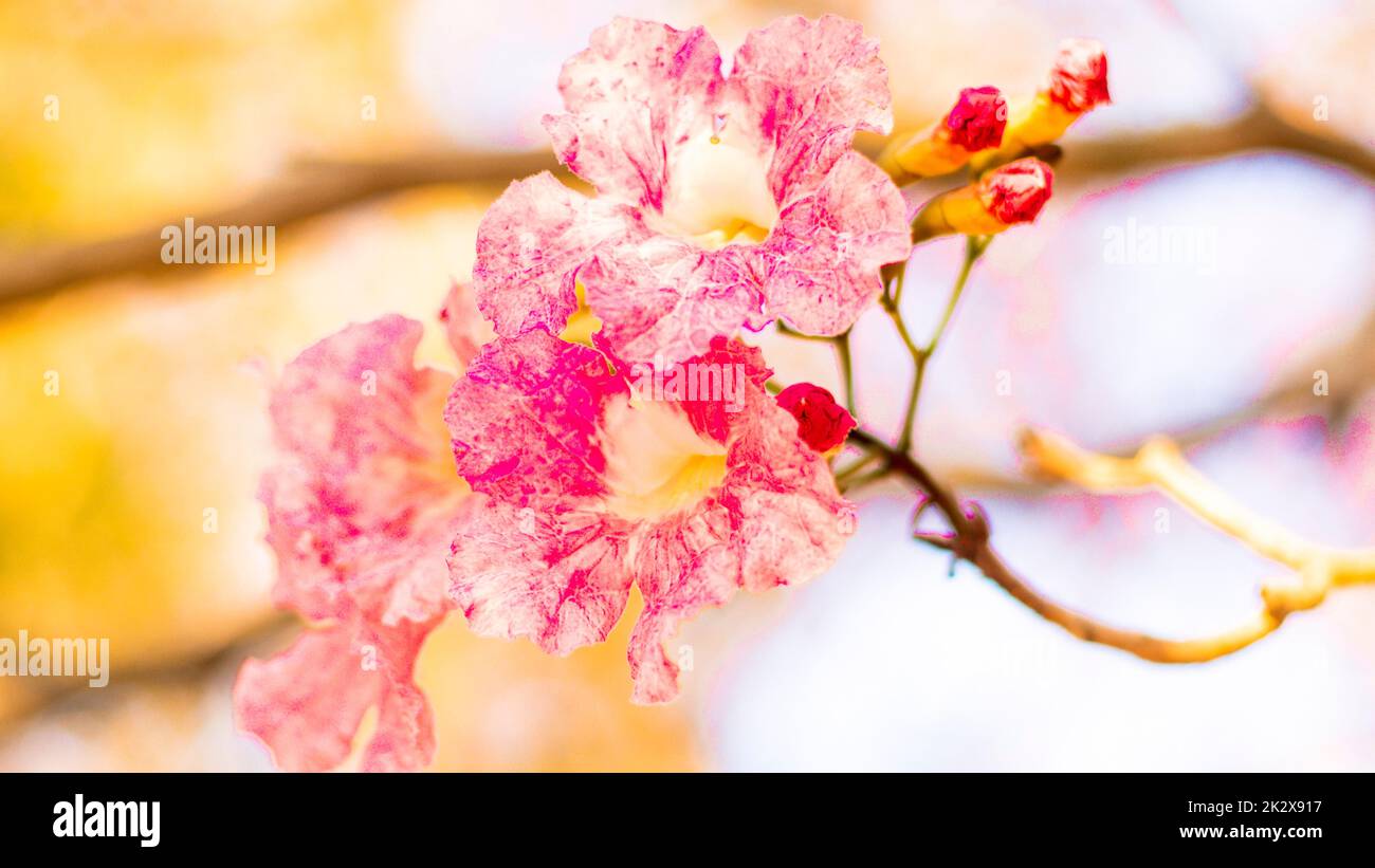 Selektiver Fokus weiches Licht schöne rosa Trompete Blume oder Tabebuia Heterophylla Stockfoto