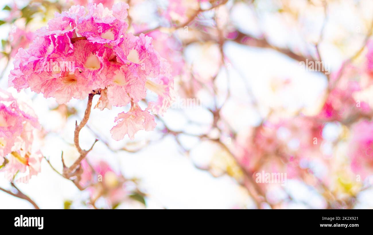 Selektiver Fokus weiches Licht schöne rosa Trompete Blume oder Tabebuia Heterophylla Stockfoto