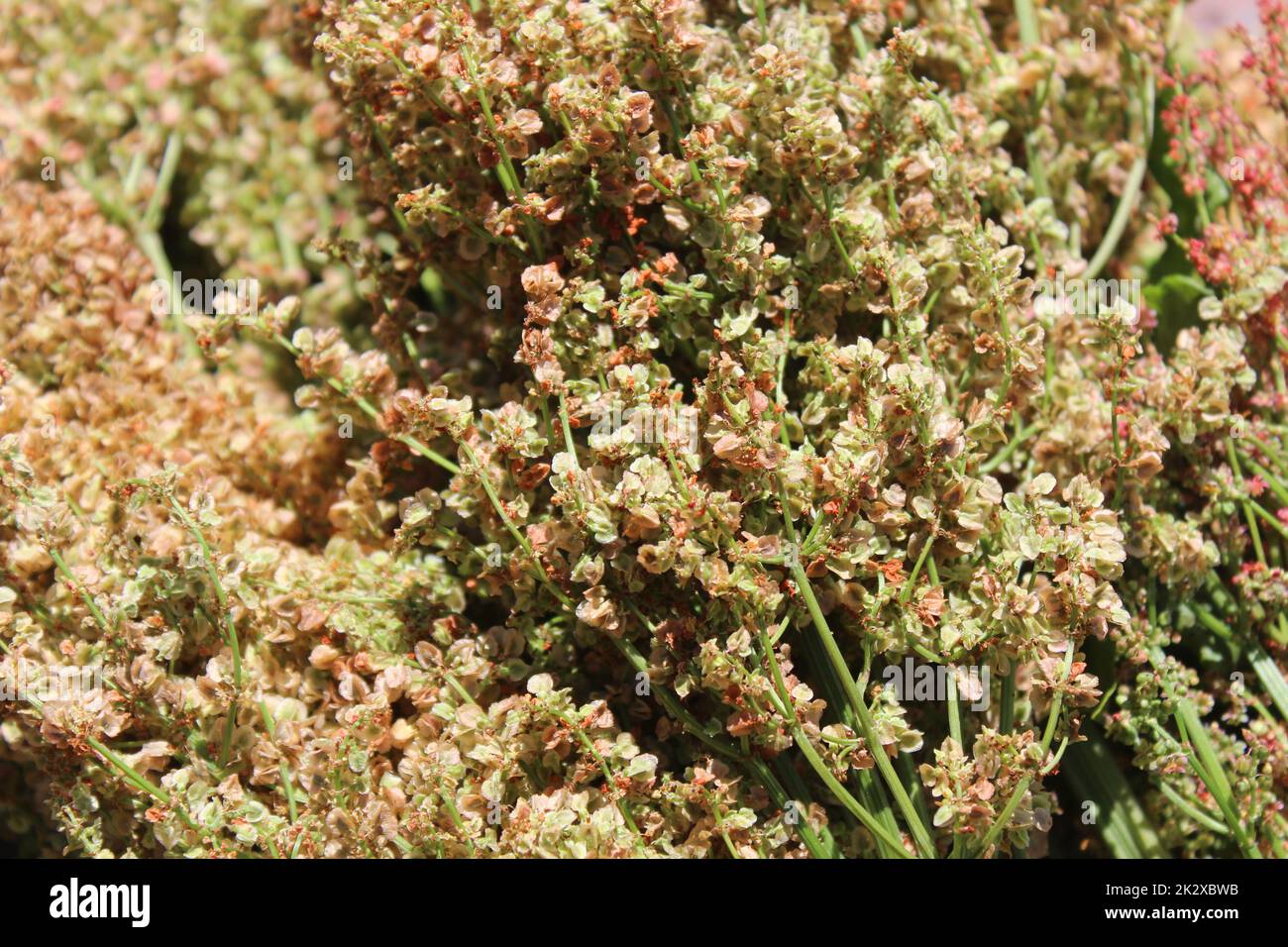 Bunte, köstliche Rhabarbersamen im Garten Stockfoto