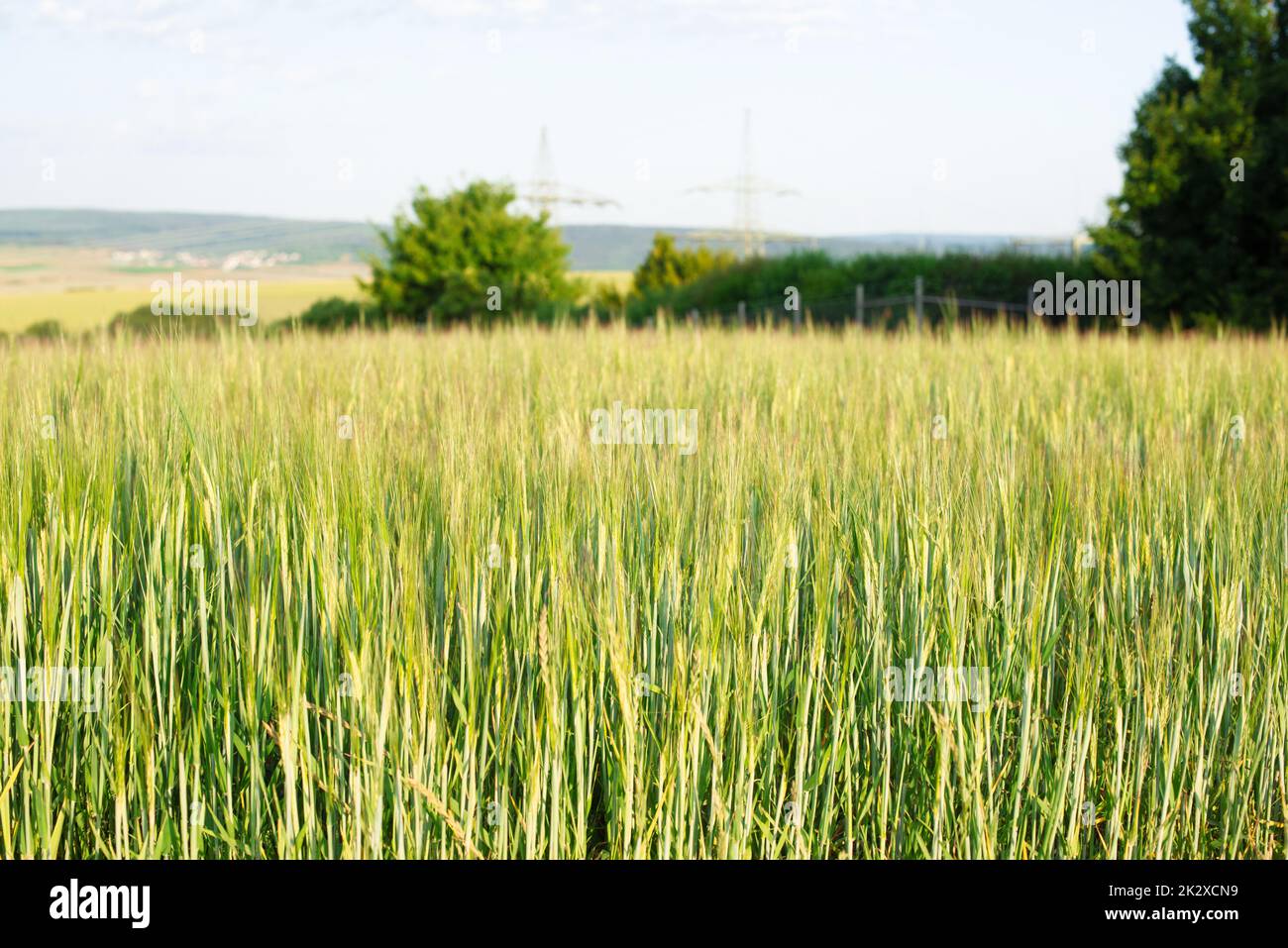 Feld mit angebautem Weizen in Deutschland, Ernte im Sommer, Landwirtschaft für Lebensmittel, Ackerland auf dem Land Stockfoto