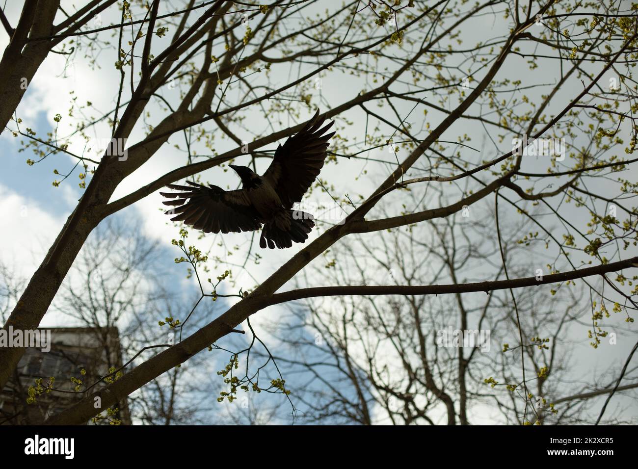 Schwarzer Rabe mit großen Flügeln. Der Krähenflug zwischen Baumzweigen. Vogel am Himmel. Stockfoto