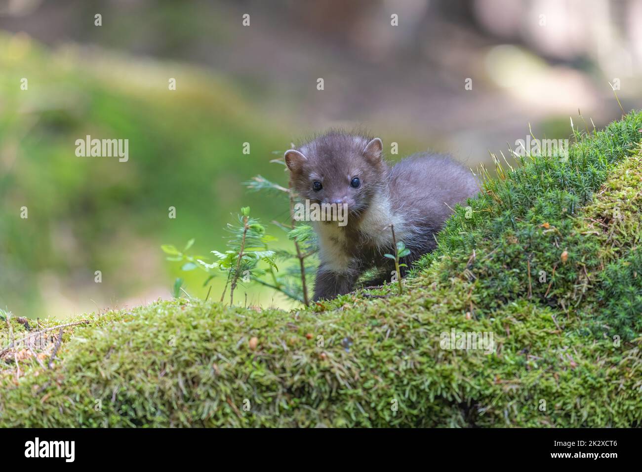 Marder Baby Gefhrlich