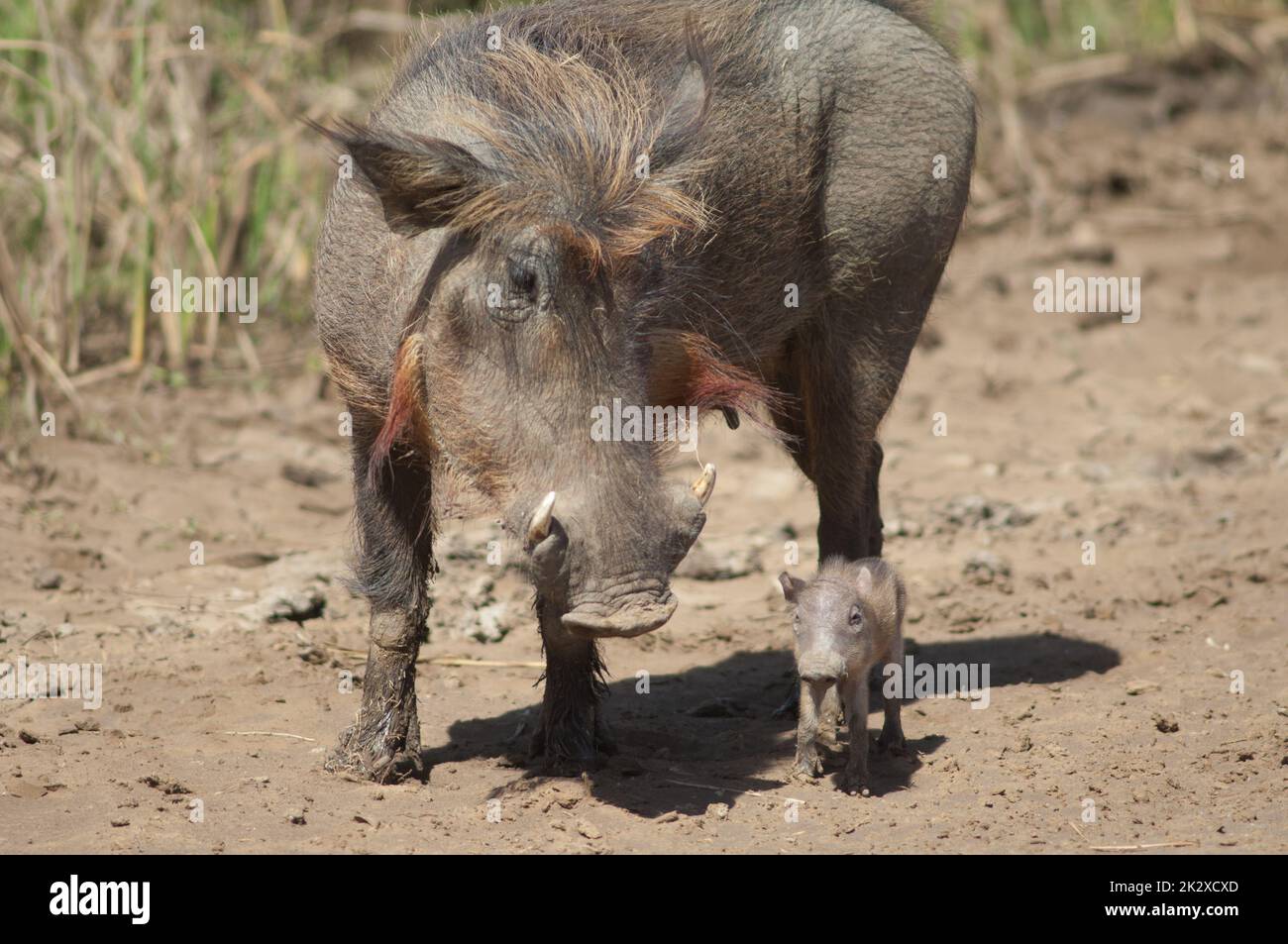 Weibliche Nolan Warzenschweine Phacochoerus africanus africanus mit einem Jungen. Stockfoto