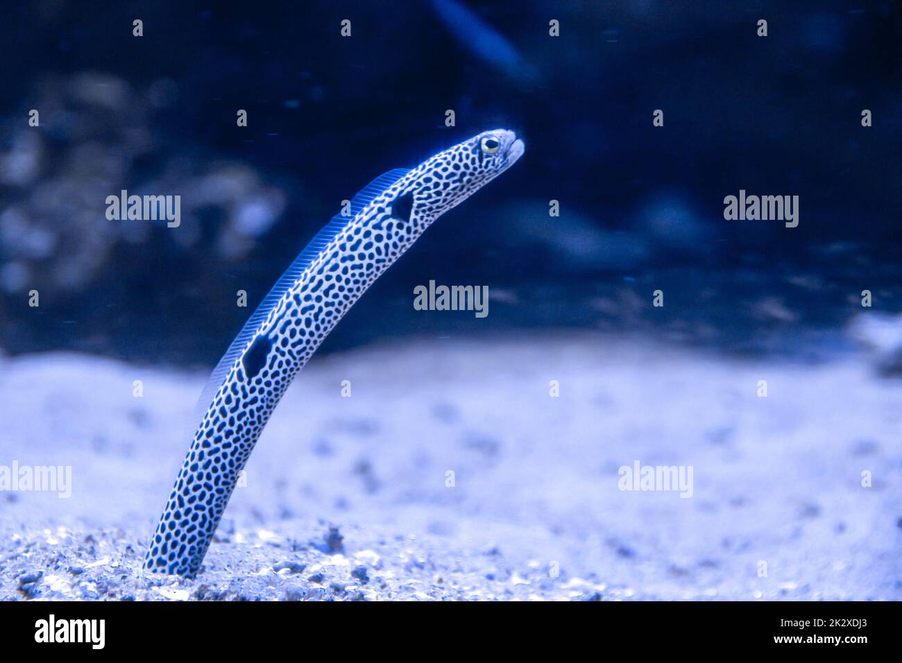 Gartenaale aus der Nähe des Ozeans Stockfoto