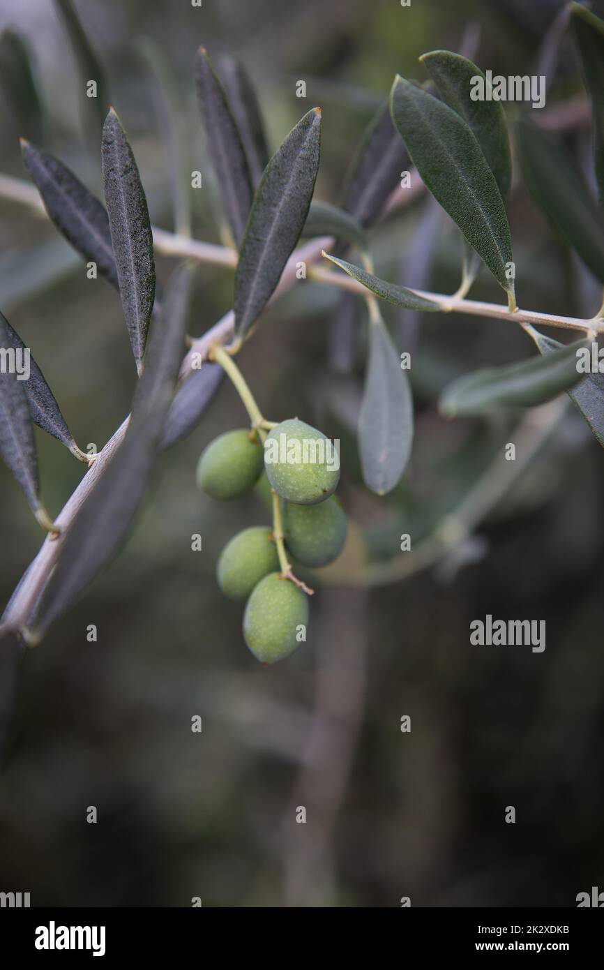 Olivenbusch. Früchte von grünen Oliven auf einem Busch. Nahaufnahme. Stockfoto