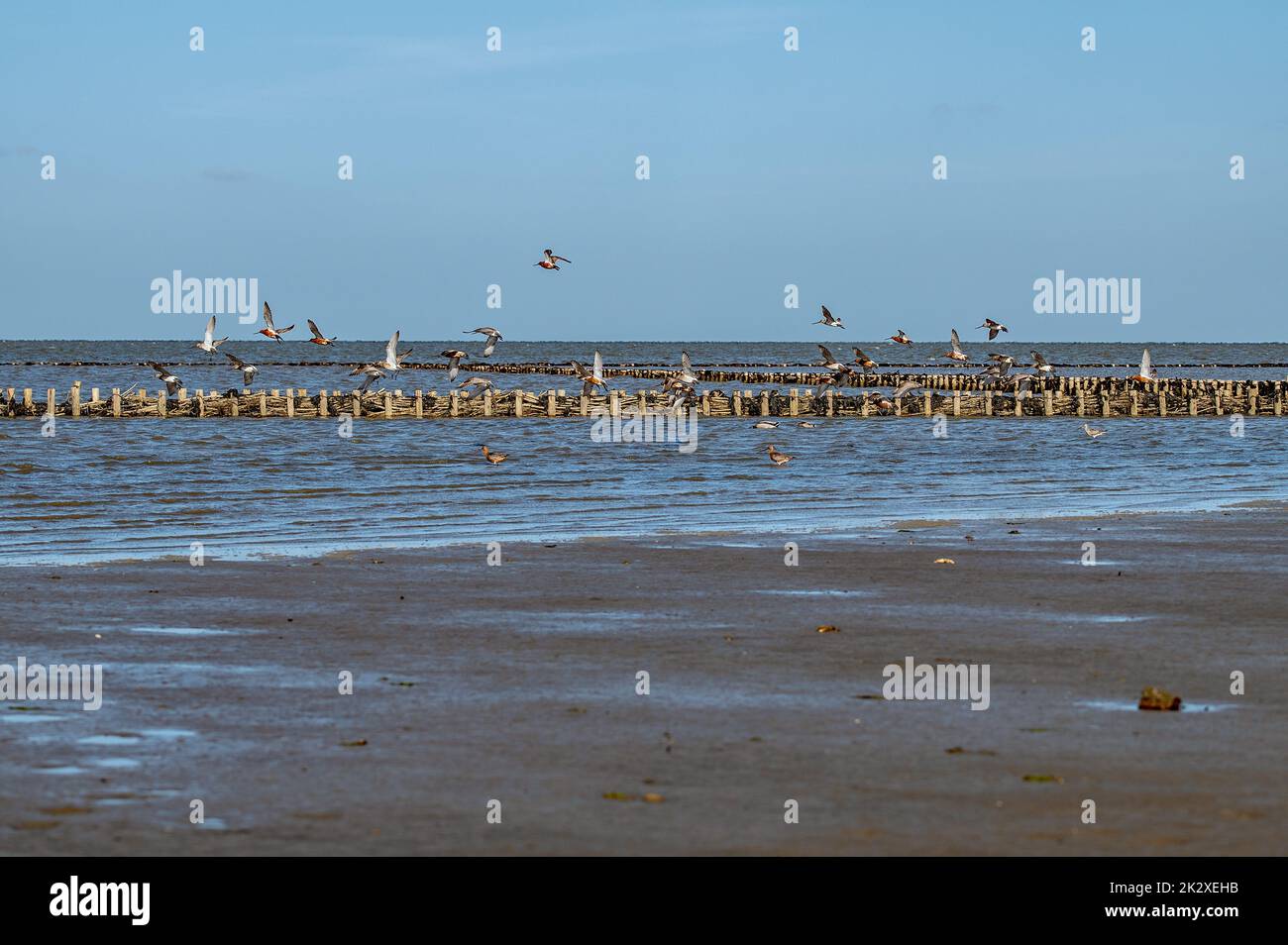 Uferschnepfen Stockfoto