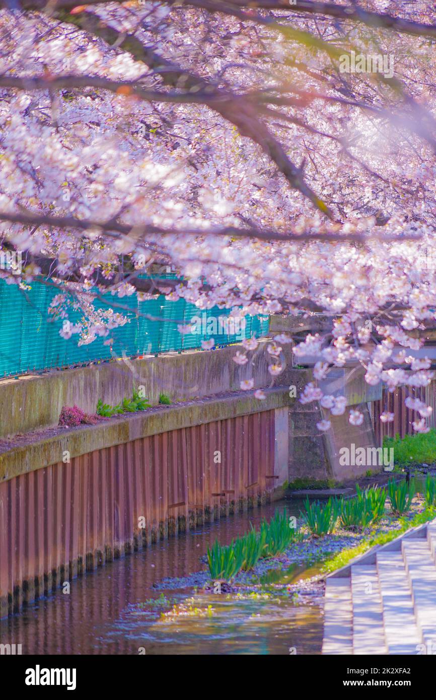 Sumiyoshi Sakura (Kirschblüten entlang Yoshi Shibukawa) Stockfoto