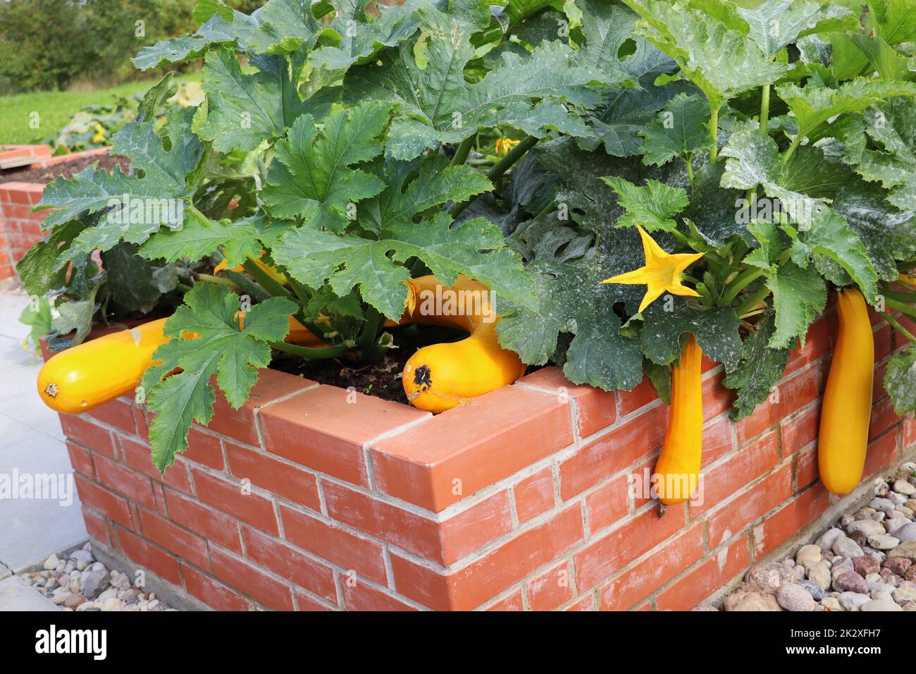 Ein moderner Gemüsegarten mit erhöhten Backsteinbeeten. Hochbeete, die in einem städtischen Garten Pflanzen, Kräuter, Gewürze, Beeren und Gemüse, Zucchini anbauen Stockfoto