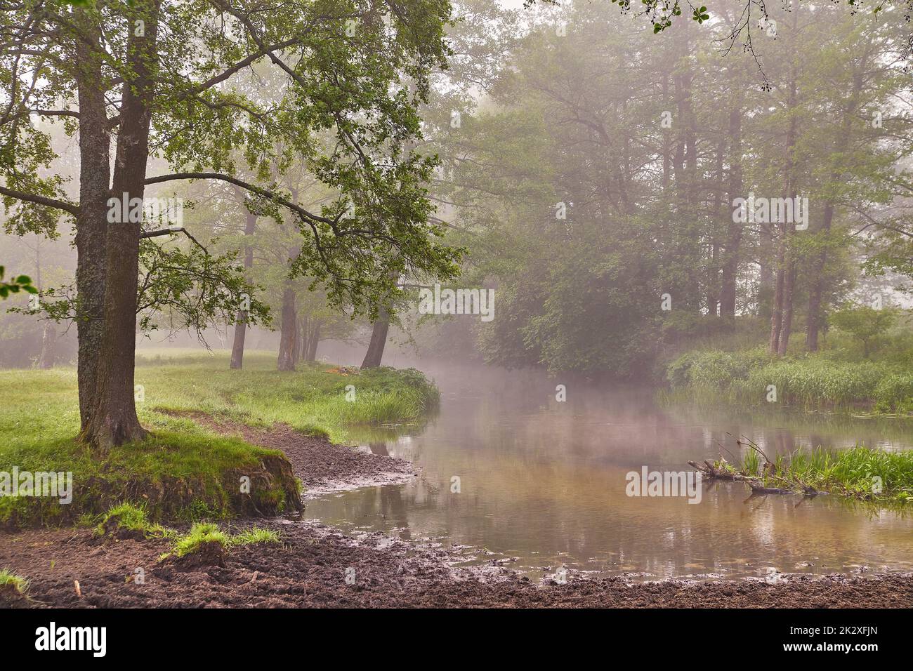 Frühlingssonnenaufgang. Fluss im malerischen Park. Im Sommer neblig, ruhig, am Morgen ländlich. Stockfoto