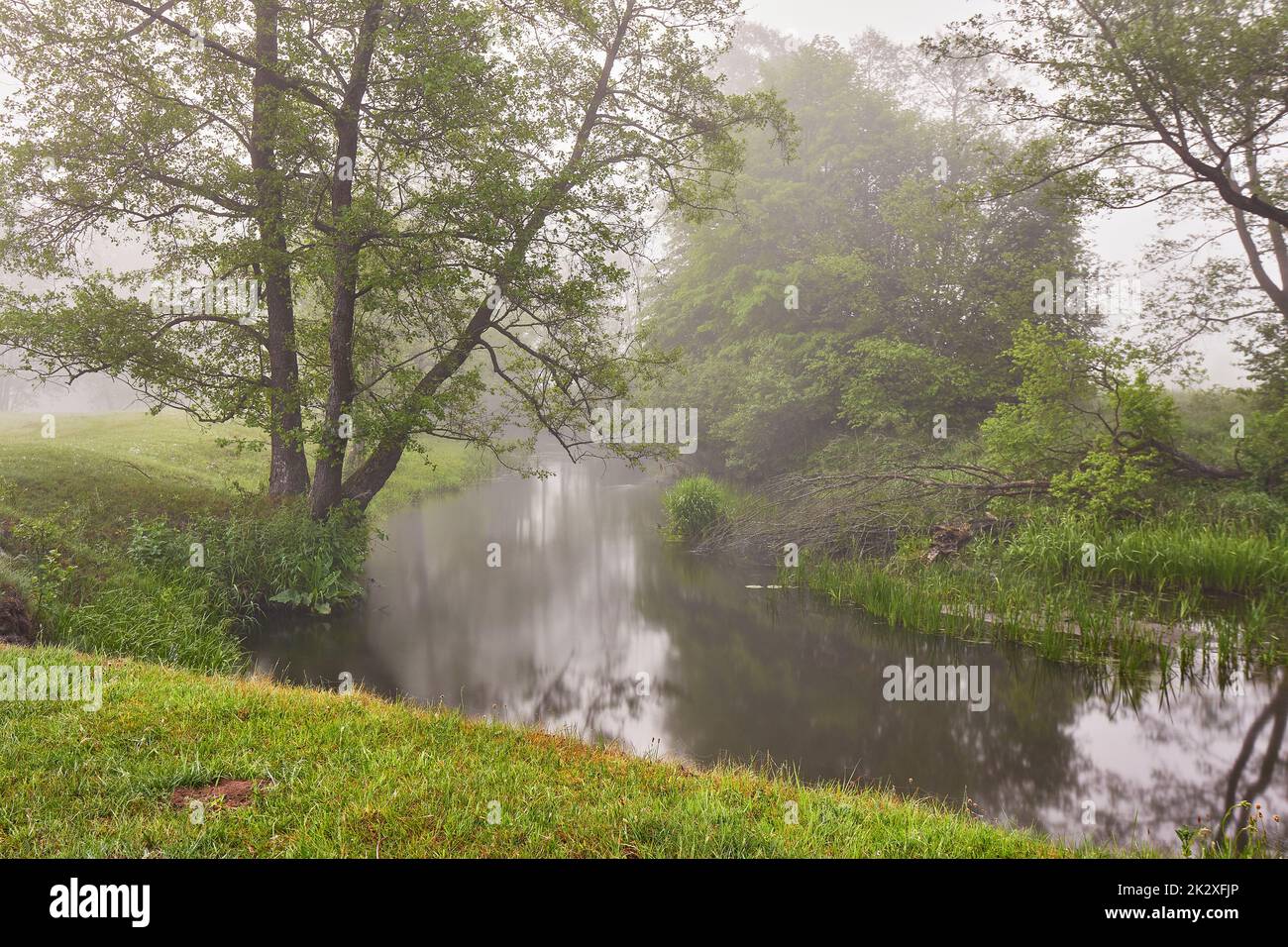 Im Sommer neblig, ruhig, am Morgen ländlich. Creek in nebligen Wäldern. Erlenbäume am Flussufer. Stockfoto