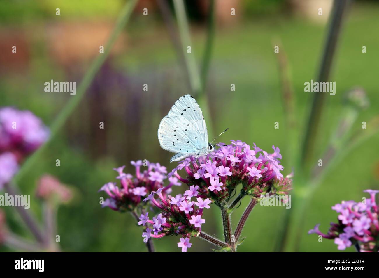 Faulbaum-BlÃ¤uling (Celastrina argiolus) auf Patagonischem Eisenkraut ((Verbena bonariensis) Stockfoto