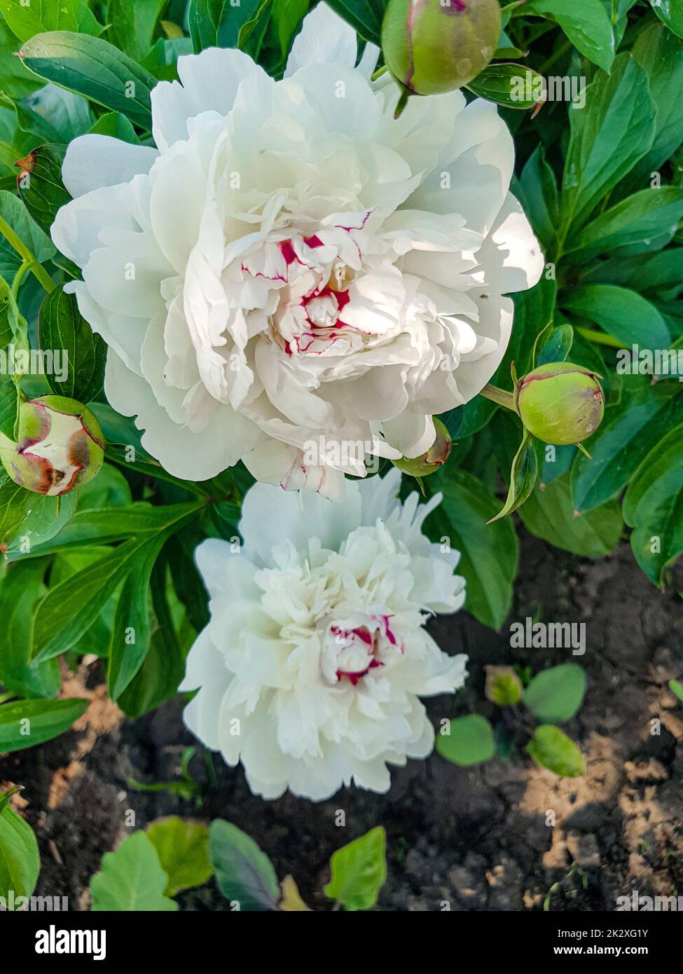 Zwei weiße Pfingstrosen auf grünem Buschhintergrund. Blumenhintergrund mit Platz zum Kopieren Stockfoto