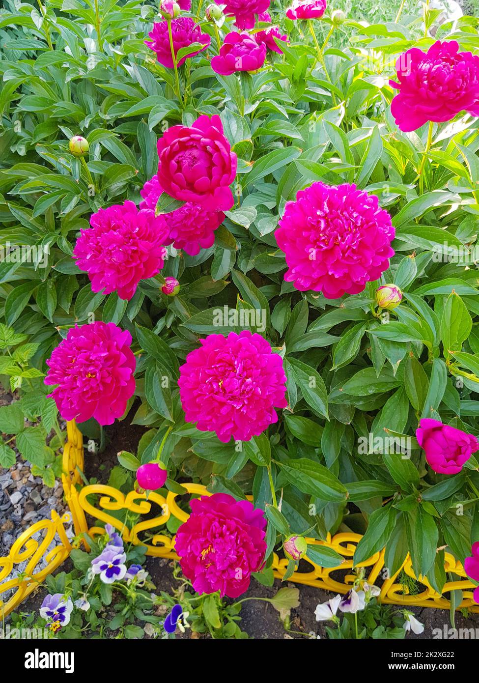 Rosafarbene Blüten von Pfingstrosen, die auf einem Busch im Garten blühen, vertikales Foto Stockfoto
