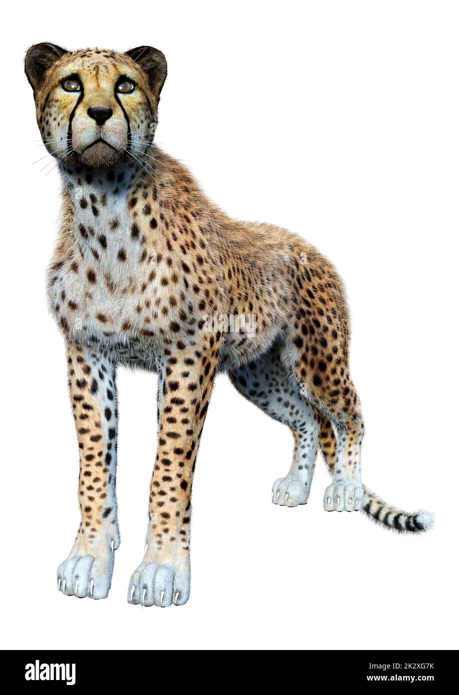 3D-Rendering Big Cat Cheetah auf Weiß Stockfoto