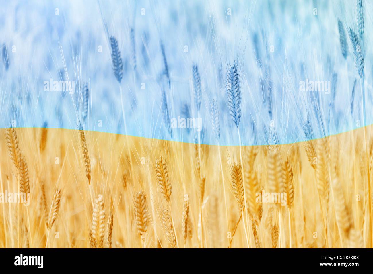 Entschärft Fokus auf abstrakte patriotische Flagge der Ukraine aus dem Feld der goldenen Ähren des Weizens. Landwirtschaft der unabhängigen Ukraine. Tag der Nationalflagge Stockfoto