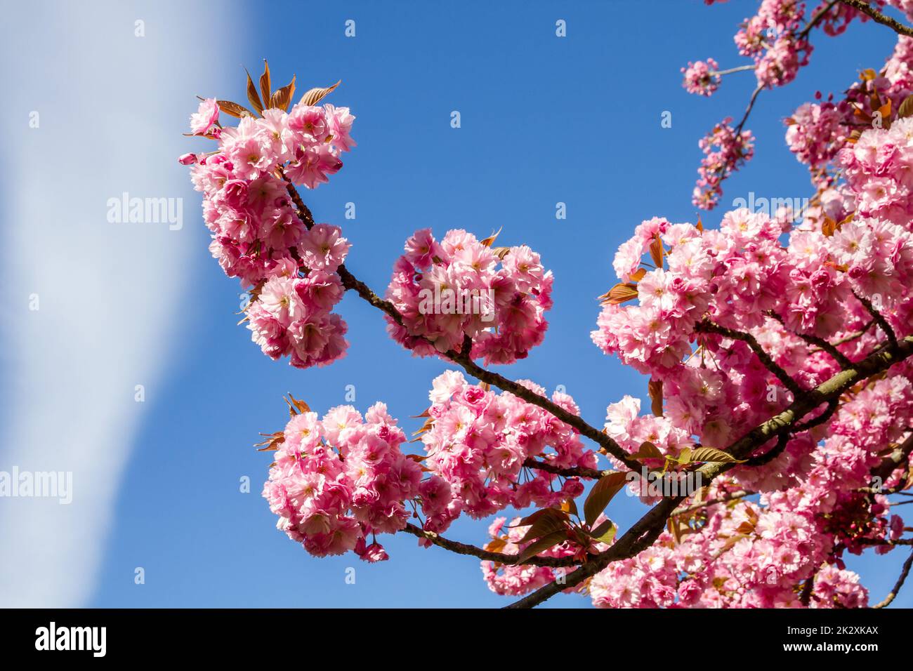 Japanische Kirschblüte verzweigt im Frühling Stockfoto