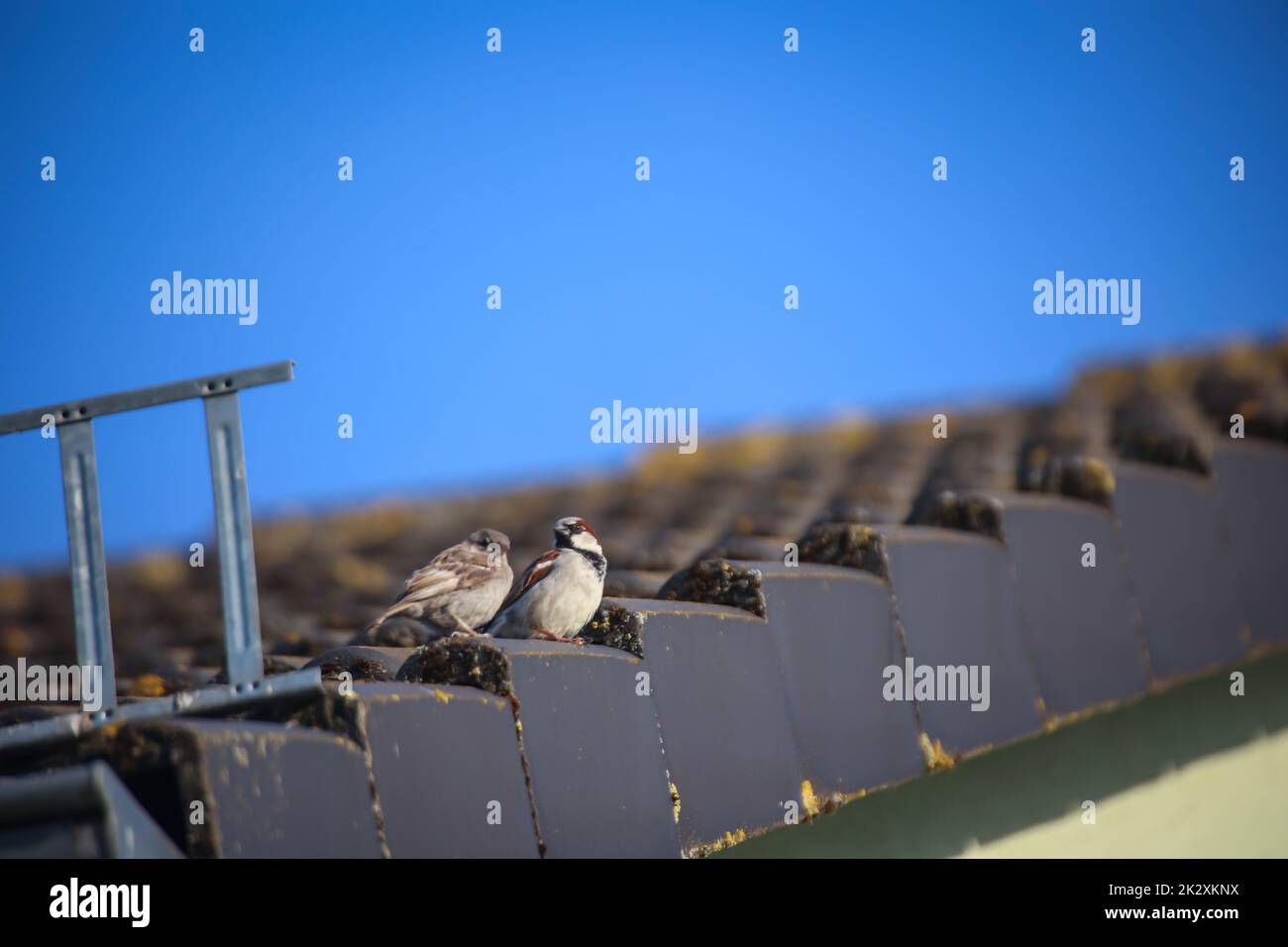 Ein Paar Spatzen, die auf einem Dach sitzen. Stockfoto