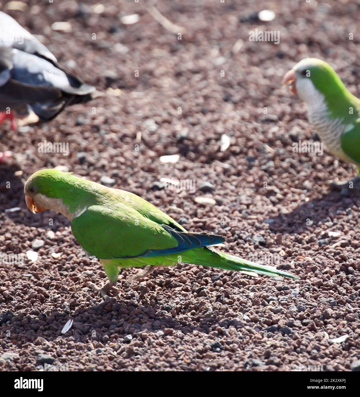 Porträt, Nahaufnahme von Mönchssittich auf Fuerteventura. Stockfoto