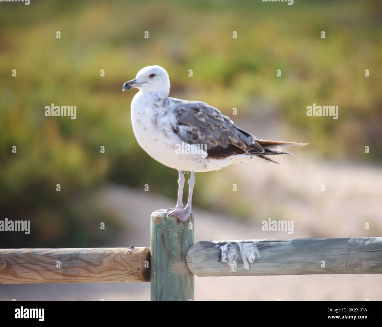 Porträt von Möwen am Meer, am Atlantischen Ozean. Stockfoto