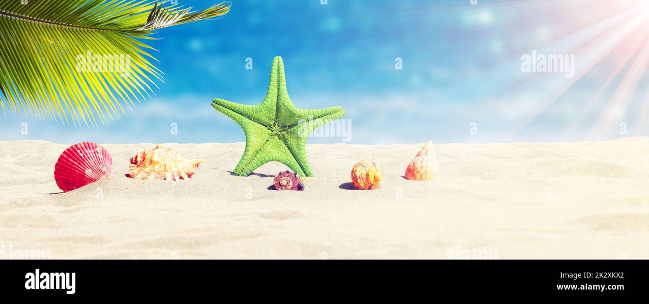 Seesterne und Muscheln am sonnigen Strand. Sommerferien Hintergrund Stockfoto