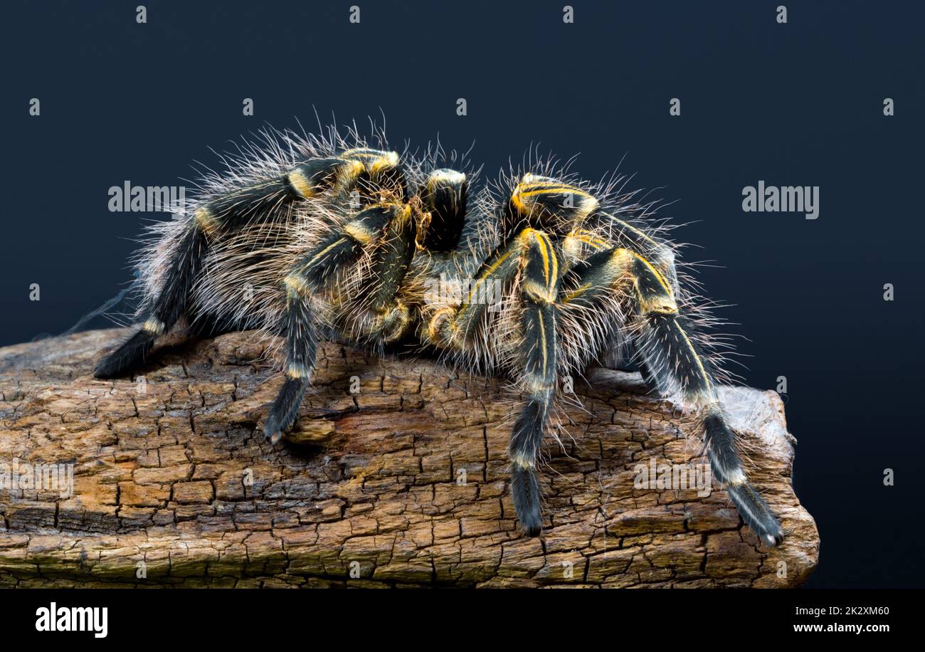 Grammostola pulchripes tarantula (Chaco Golden Knee) auf dunkelblauem Hintergrund. Große Tarantula mit gelben und schwarzen Haaren auf Log. Studioaufnahme Stockfoto
