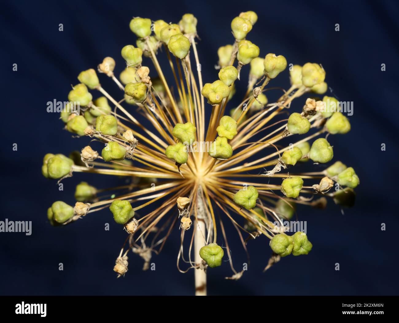 Blütenblüte Nahaufnahme botanischer Hintergrund Allium nigrum Familie amaryllidaceae hochwertige großformatige Drucke Stockfoto