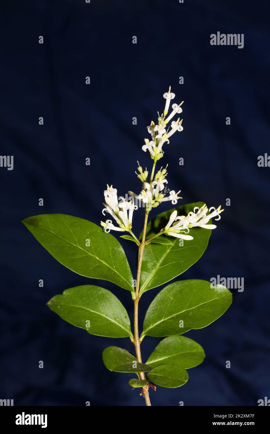 Weiße Blütenblüten Nahaufnahme botanisch-modern Hintergrund Ligustrum vulgare Familie oleaceae große, hochwertige Wandplakate Stockfoto