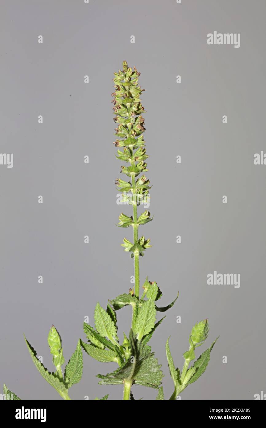 Aromatische Blüten Nahaufnahme botanischer Hintergrund hohe Qualität große Drucke Salvia pratensis Familie lamiaceae Wandposter Stockfoto