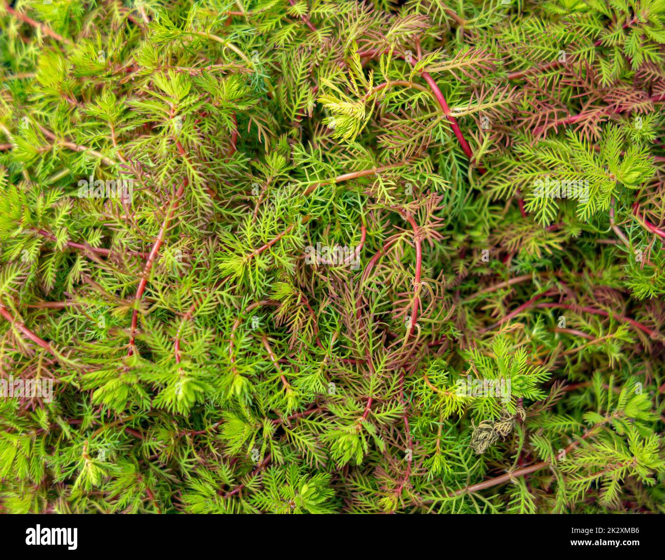 Filigrane Vegetation-Nahaufnahme Stockfoto