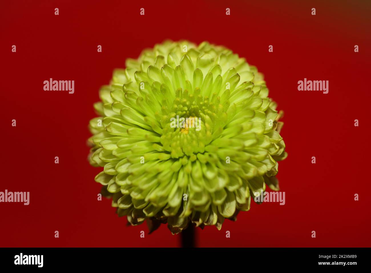 Grüne Blütenblüte Nahaufnahme Chrysanthemum indicum Family Compositae botanischer Hintergrund hochwertiger großformatiger Druck Hausdekoration Stockfoto